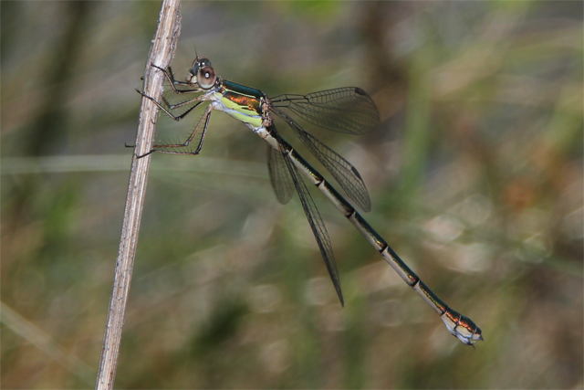 Hembra de Lestes viridis Lestes viridis